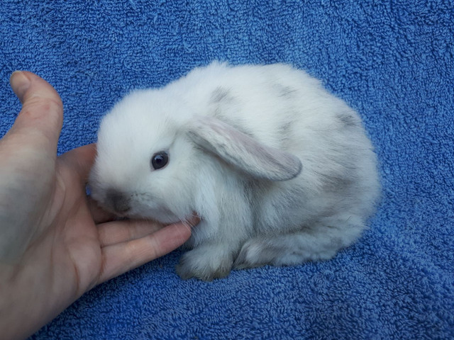 EXTRAORDINARY Baby Netherland dwarf & lionhead rabbits in Small Animals for Rehoming in Ottawa - Image 4