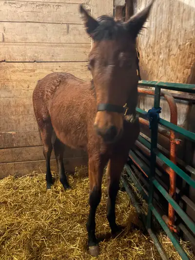 Appaloosa Standard Bred Filly Foal, View more