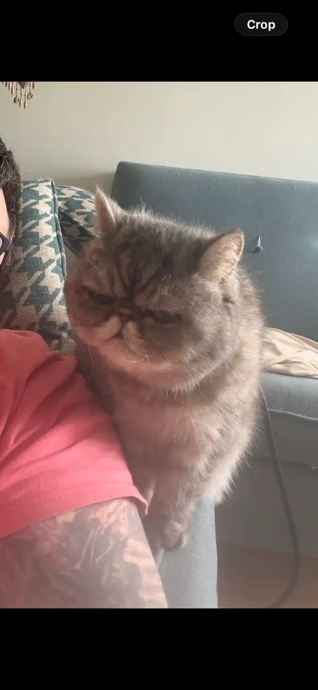 Missy kitty457911112439572480