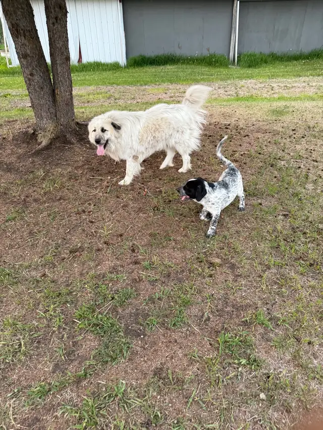 Puppies for rehoming in Dogs & Puppies for Rehoming in Edmonton - Image 7