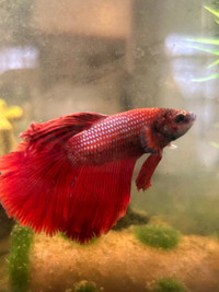 Unwanted Bettas Wanted!