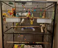 Large cage, 4 budgies, all accessories