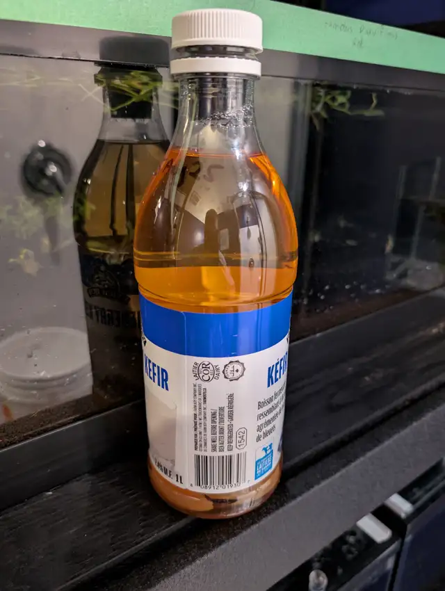 Vinegar Eel Culture in Fish for Rehoming in Brantford - Image 3