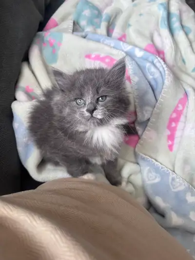 3 month old kittens, View more
