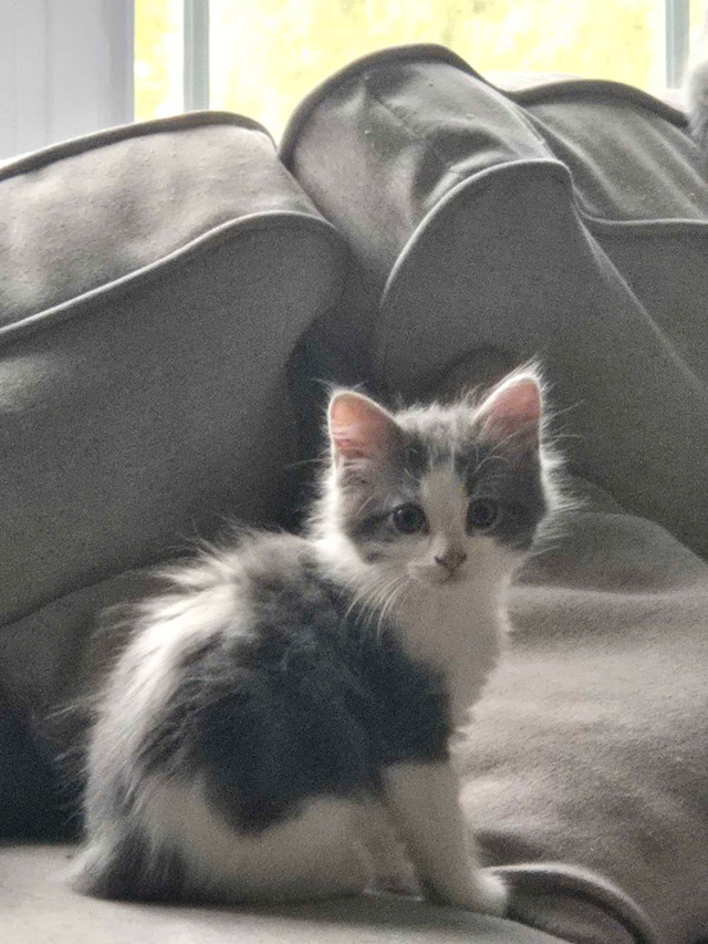 Chatton a Vendre dans Chats et chatons à adopter  à Lanaudière - Image 2