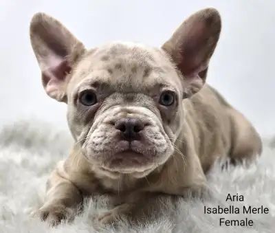 FRENCHTON AND FRENCHIE PUPPIES - READY TO GO, View more