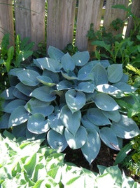 LARGE Beautiful Matching Blue Hostas  X 12