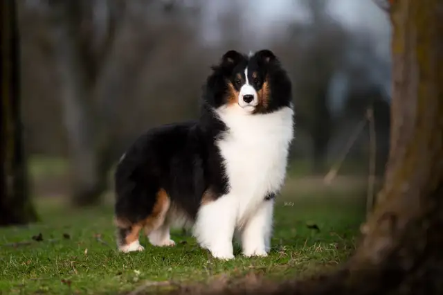 CKC Sheltie (Shetland Sheepdog) in Dogs & Puppies for Rehoming in St. Albert - Image 9