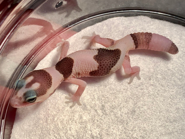 African Fat tailed Geckos in Reptiles & Amphibians for Rehoming in City of Halifax - Image 2