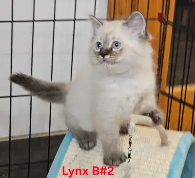 Ragdoll kittens , Quality, Purebred Beauties, View more