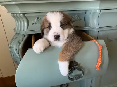 Saint Bernard x Bernese Mountain pups, View more