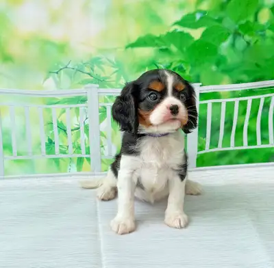 CUDDLY CAVALIERS -- PUREBRED CKC REG'D, View more