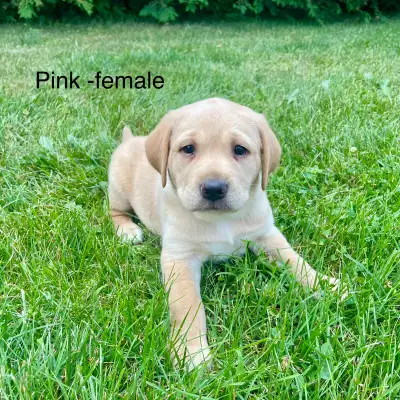Labrador retriever puppies, View more