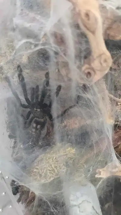 I have a few Tarantulas that are looking for their new homes! Psalmopoeus irminia (Suntiger T). Abou...