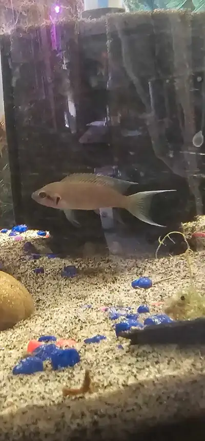princess African chiclids , Voir plus