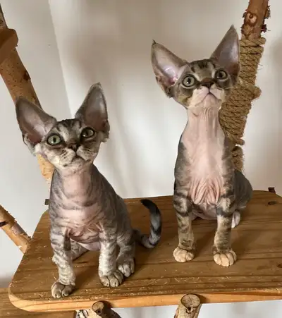Rex Devon chatons disponibles, View more