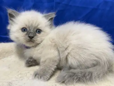 2 left - ADORABLE TICA REGISTERED PUREBRED RAGDOLL KITTENS, View more