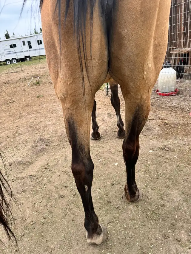 Quarter horse brood mare in Livestock in Vanderhoof - Image 10