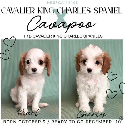 Cavalier King Charles Spaniel X Cavapoo, View more