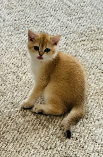 Unique British Shorthair Kittens – Ready for Their Forever Home!, View more