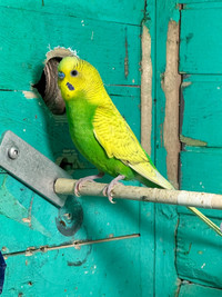 Available Pet Budgies