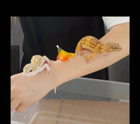 2 Geckos léopards avec vivarium 