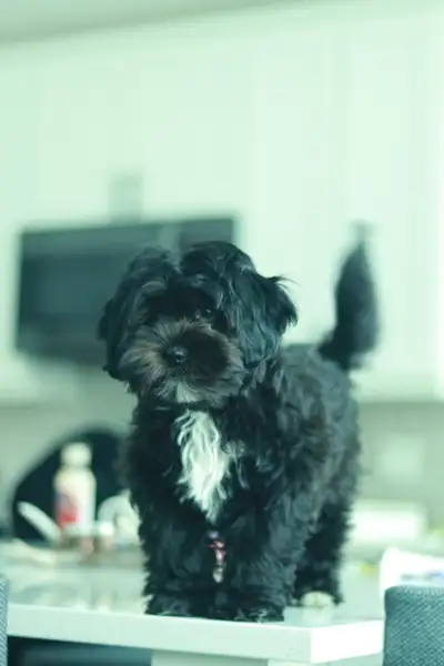 Rare black Shipoo puppy, View more