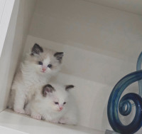 Purebred Ragdoll kittens, lap kittens, great personalities