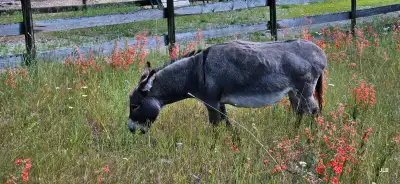 Friendly Mini Donkey (Jenny), View more