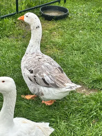 Sebastopol x Toulouse Gander, View more