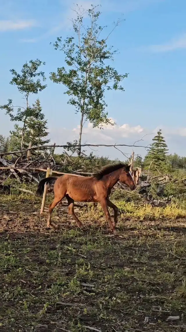 Half Andalusian yearling Filly in Horses & Ponies for Rehoming in Fort St. John - Image 4