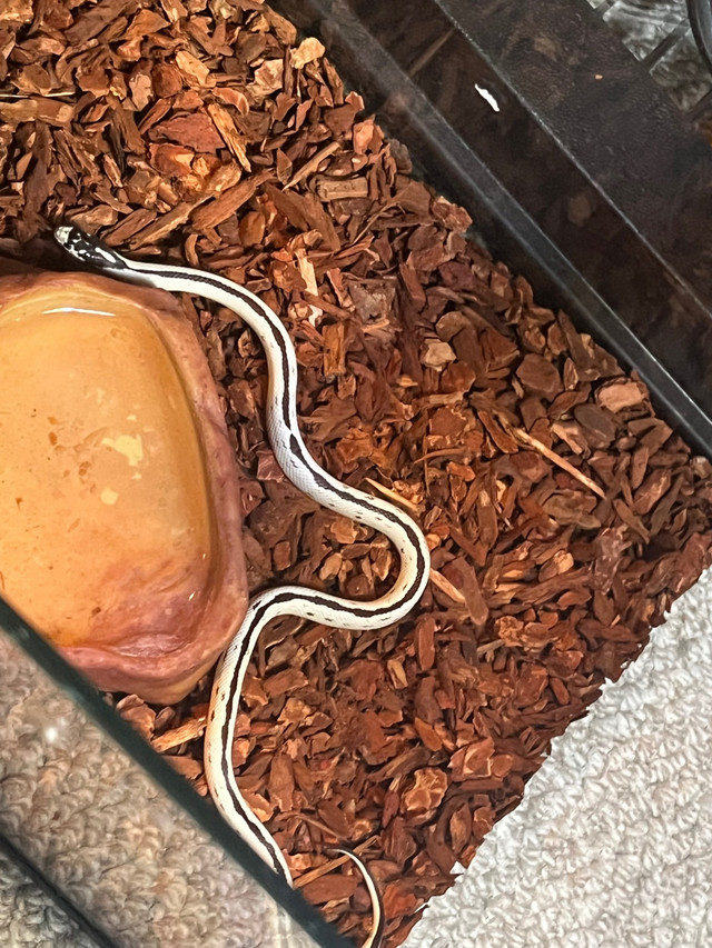 King snake  in Other Pets for Rehoming in Oshawa / Durham Region