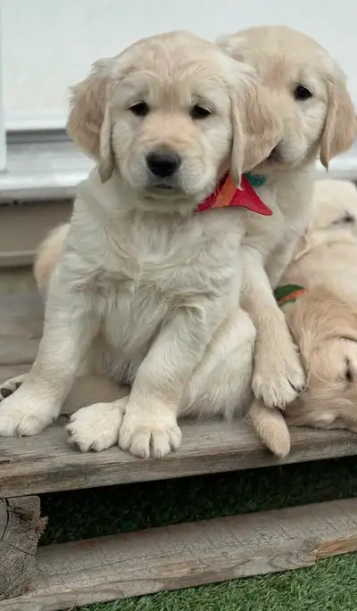 Golden Retrievers, English Cream, View more