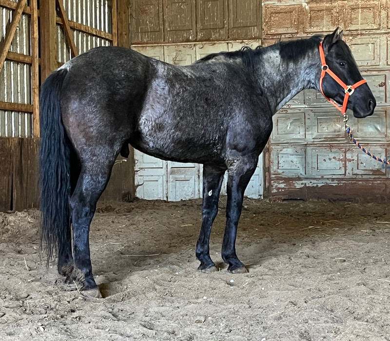BLUE ROAN REGISTERED AT STUD Horses & Ponies for Rehoming Owen