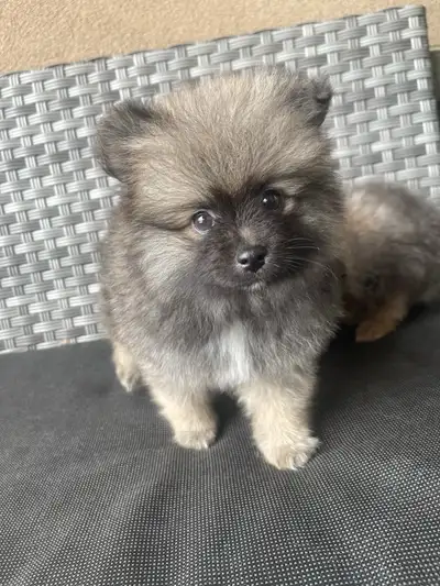 Pomeranian puppies ready to go, View more