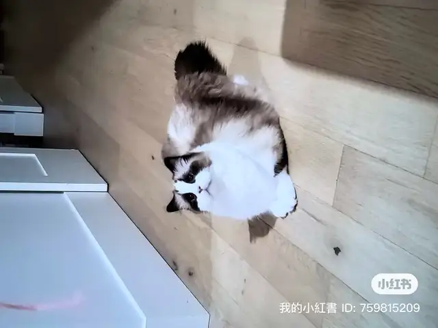 Adorable cat looking for new home