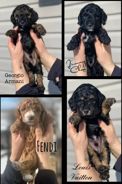 F1b Cockapoo Puppies, View more