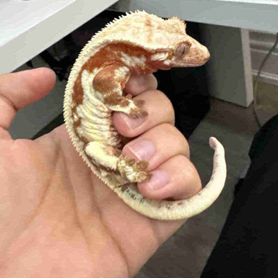 Red Lily White Male Crested Gecko