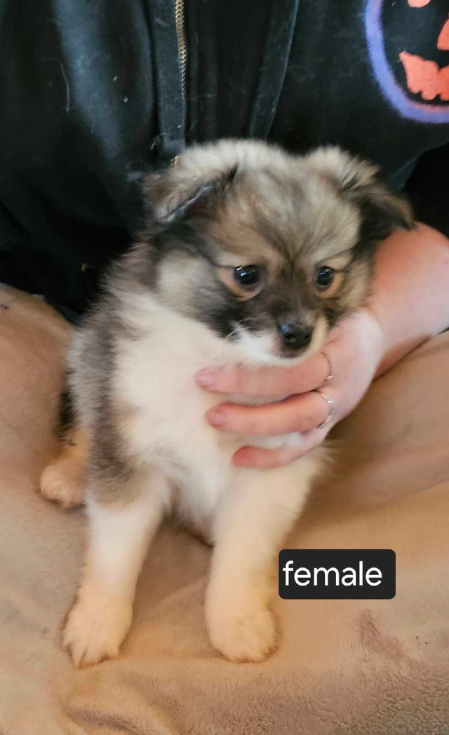 Sable parti Pomeranian pure 2 left  Ready Now  in Dogs & Puppies for Rehoming in St. Albert - Image 3