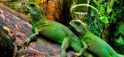 reptile rescue, View more