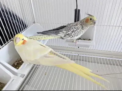2 senior female cockatiels, View more