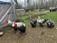 Standard Silver Laced Cochins. 