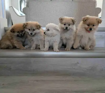 Cute Pomeranian Puppies for Sale!, View more