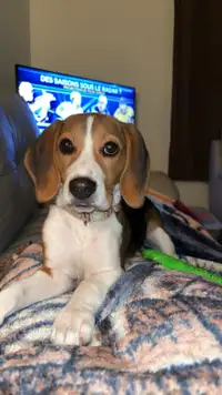 Beagle 6 mois à vendre