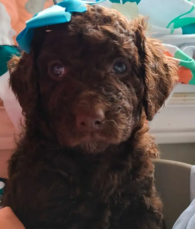 Standard Poodle Puppies in Dogs & Puppies for Rehoming in Ottawa - Image 2