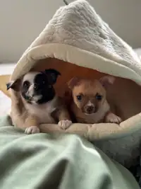 Chihuahua schnauzer mix
