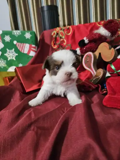 Morkie Puppy, View more