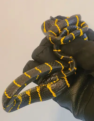 Mangrove Snakes (yellow stripes), View more