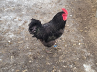 Heritage Purebred Australorp Roosters