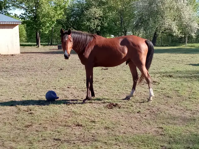 Tall 5yo Bay Arabian gelding -Project horse in Horses & Ponies for Rehoming in Owen Sound - Image 9